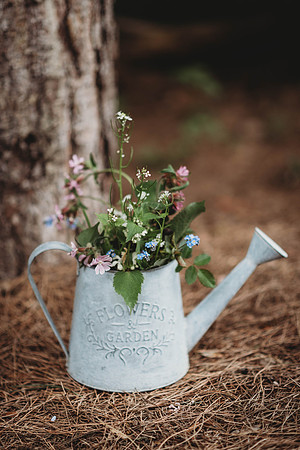 forestry_louise-warren-23
